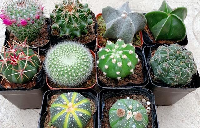 仙人掌不是花，没法让人捧在手心上。，仙人掌有什么品种（花大色艳开满了图片）