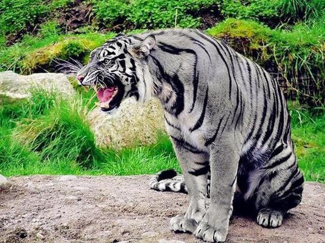 世界上有黑虎吗，黑虎还存在吗（印度摄影师拍下罕见黑虎）