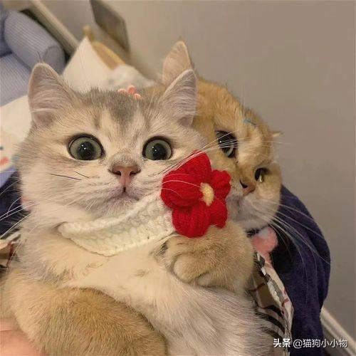 狗狗教什么意思，狗狗教是什么意思（圣火“喵喵教”PK光明“狗狗教”）