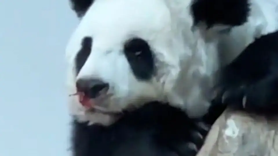 大熊猫为啥是黑白熊？