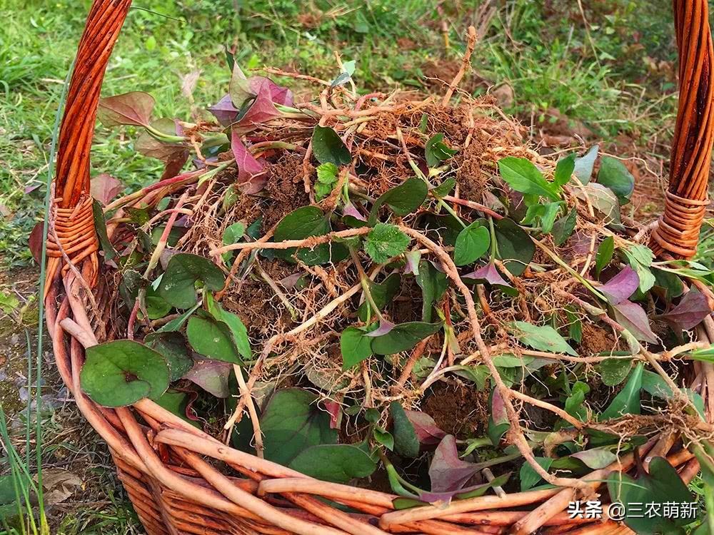 折耳根是什么东西，折耳根和鱼腥草的区别有哪些（南方著名野菜折耳根）