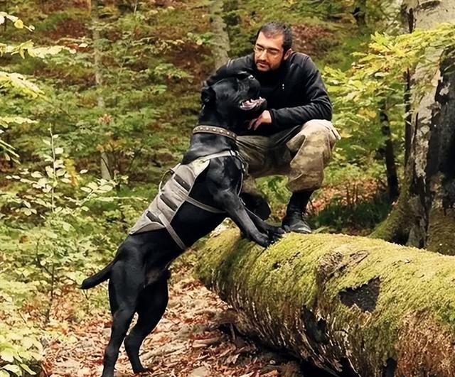 卡斯罗犬吃什么，卡斯罗犬吃什么牌子狗粮好（告诉你一个秘密：养狗）