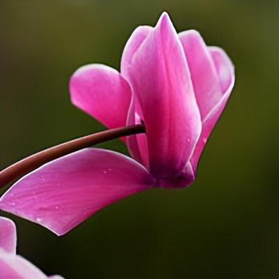 仙鹤来花语，仙鹤和花的成语（花百科——仙客来）