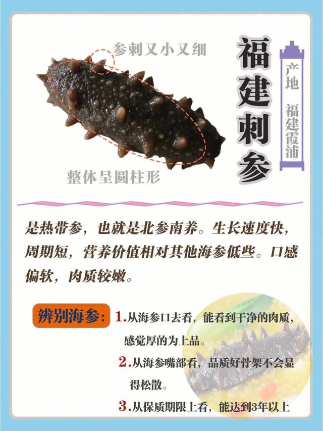 发好的海参怎么保存，泡发的海参如何保存（常见的海参，今天一次性讲清楚）