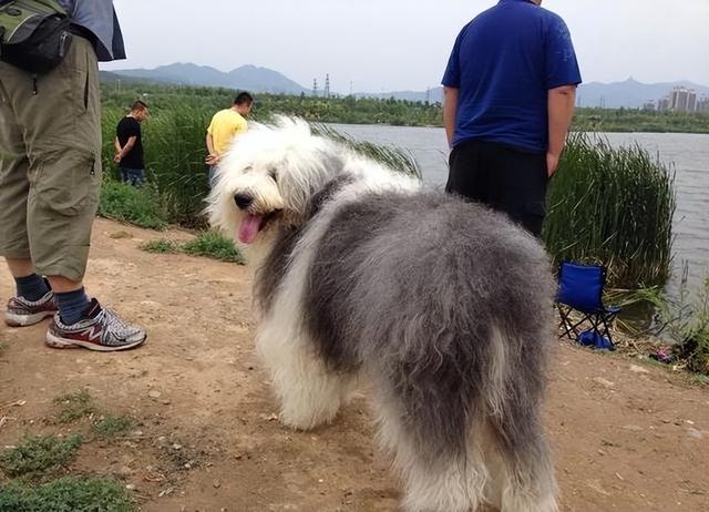 英国古代牧羊犬优缺点，我再也不会养“英国古代牧羊犬”了