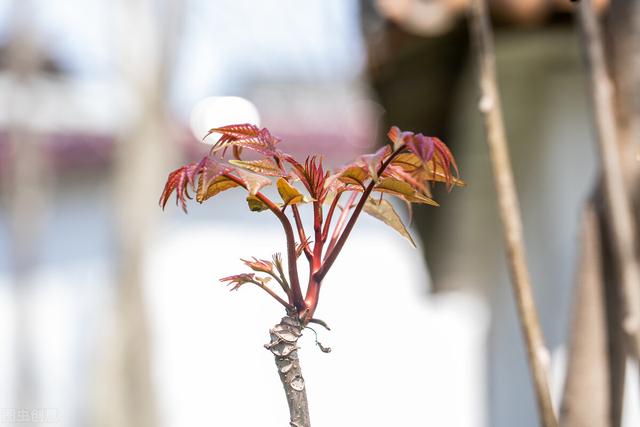 香椿炒鸡蛋的做法，香椿多少钱一斤2022（网友说：我来吃春天的味道吧）