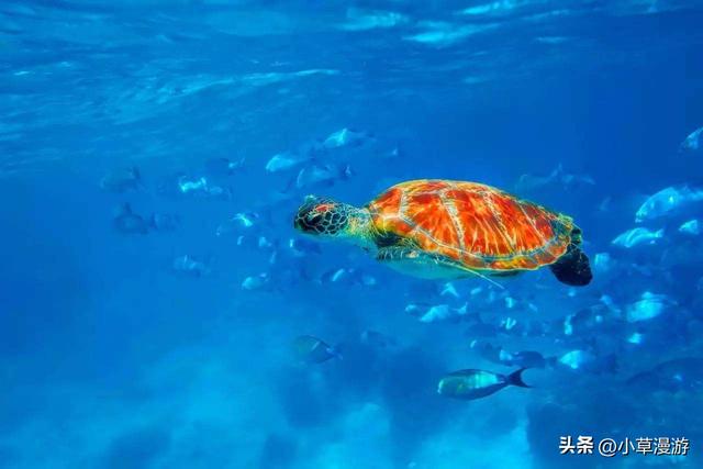 有海的地方哪个比较适合旅游，海边去哪里旅游最好（海岛旅行度假首选）