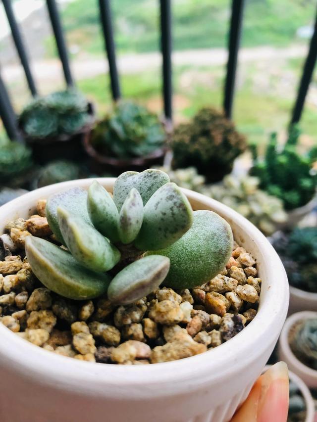 观赏蟹可以深水养吗，可以深水养的淡水观赏蟹（要肥嘟嘟才好看的多肉）