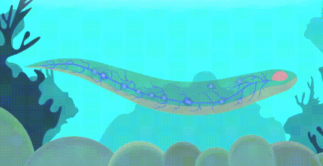 亚马逊河在哪里，亚马逊河在哪里（充满危险生物的亚马逊河有多可怕）