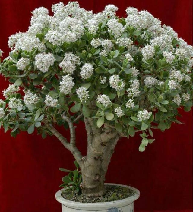 家里养黄杨会带来什么情况，大叶黄杨适合栽家里吗（4种“富贵花”越养越值钱）