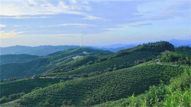 河南好茶推荐，行走河南·读懂中国丨信阳