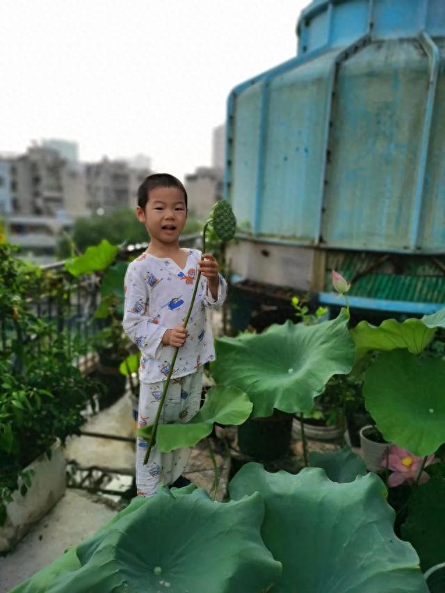 莲蓬子怎么种，阳台种荷花，种莲蓬