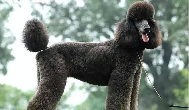 巨贵犬多少钱一只，黑色巨贵犬多少钱一只（“泰迪”和“巨贵”）