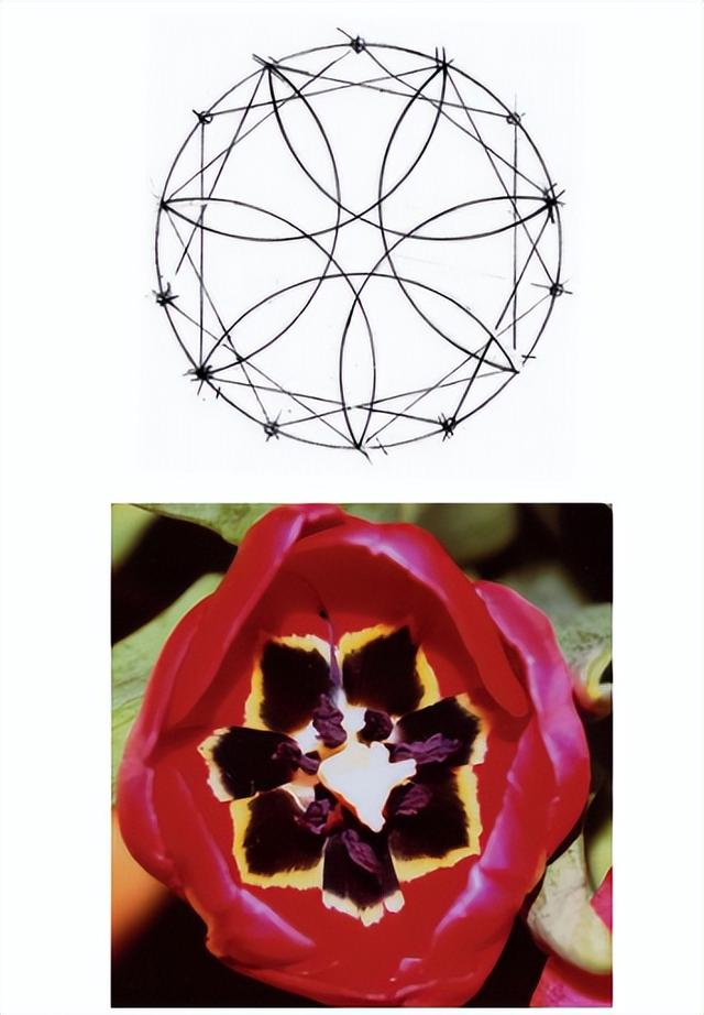 花朵的构造有哪些，花朵的组成结构（暴力拆解花朵的几何结构）