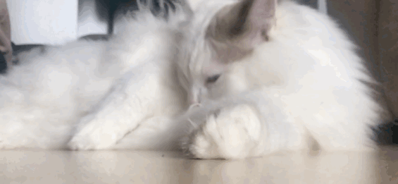 布偶猫为什么不能养，布偶猫为什么不能养呢（以后我不会再养“布偶猫”了）