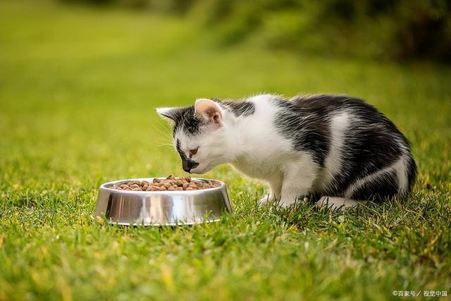 猫咪一直睡觉不吃不喝是为啥，主人必知的喂养技巧和调理方法