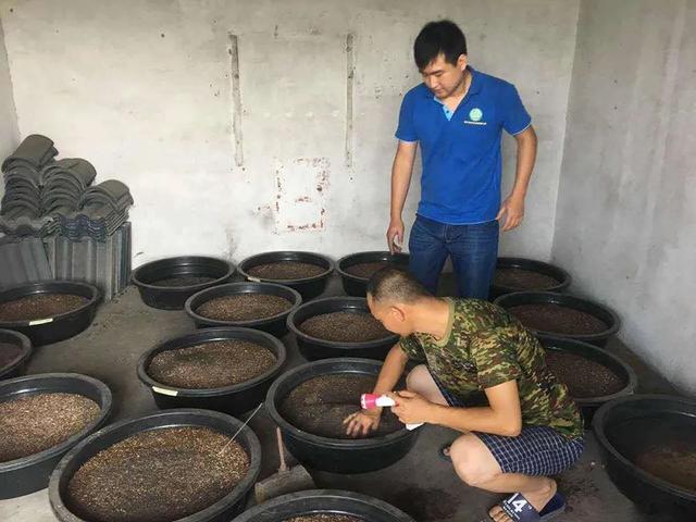 土鳖虫的药用价值，土鳖虫的功效与作用（过去农村土房子里一挖一窝）