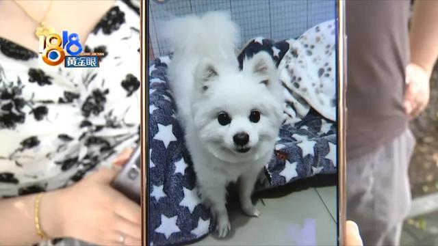 梦见狗打架是什么意思，梦见狗打架是什么寓意（“博美”眼球差点没保住）