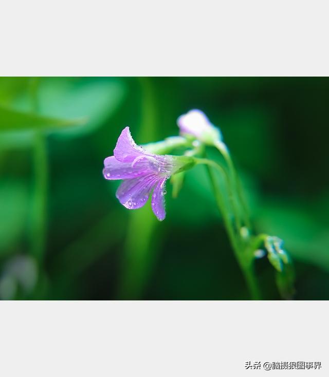 好看的图片。，好看的图片背景（实拍25张唯美的花草照片）