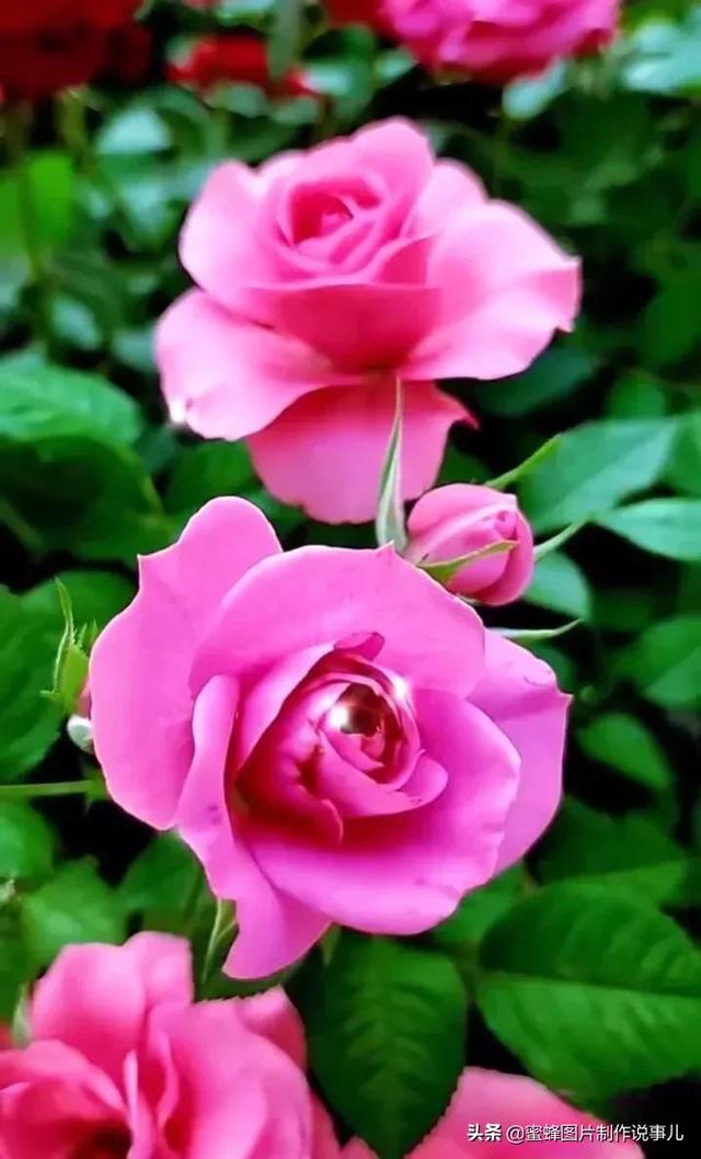 红玫瑰背景图，红玫瑰背景图ins（一朵朵玫瑰花绽放美丽的容颜）