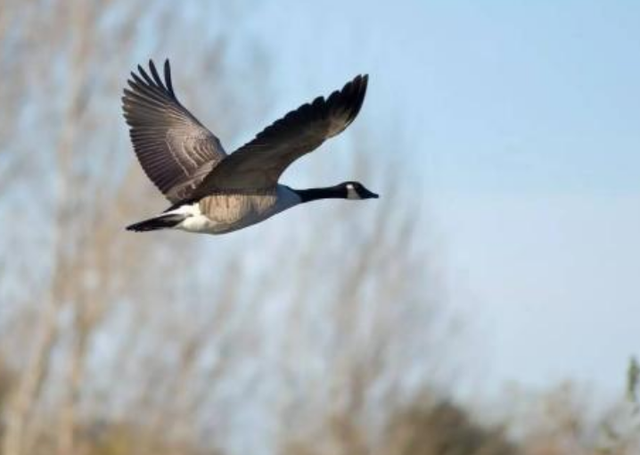 大雁象征着什么，大雁象征着什么成语（探析古代婚嫁送礼时总离不开大雁的成因）