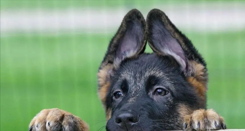 黑色狗的品种(纯黑色的小型犬都有哪些)