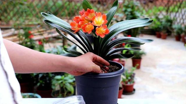 君子兰叶根腐烂怎么治，君子兰叶根腐烂怎么治好（巧施4个步骤就可以挽救）