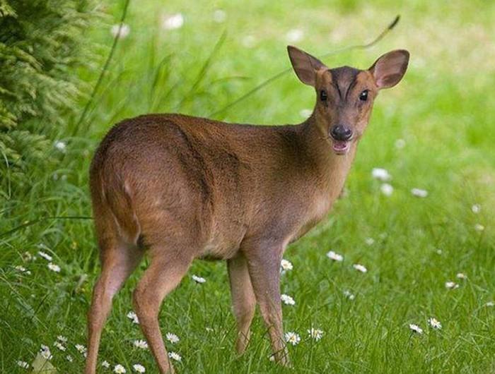 "麂子进门,连走三人"