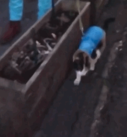 timi是什么意思，timi中是什么意思（“养了一只患有听力障碍的小猫咪）