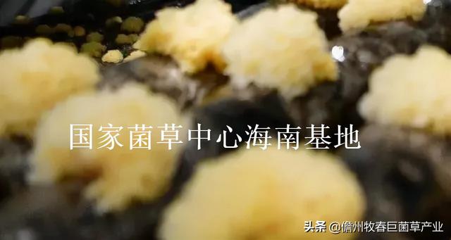 菌草（菌草颗粒饲料，这种“幸福草”为啥如此“香”（菌草有机肥）