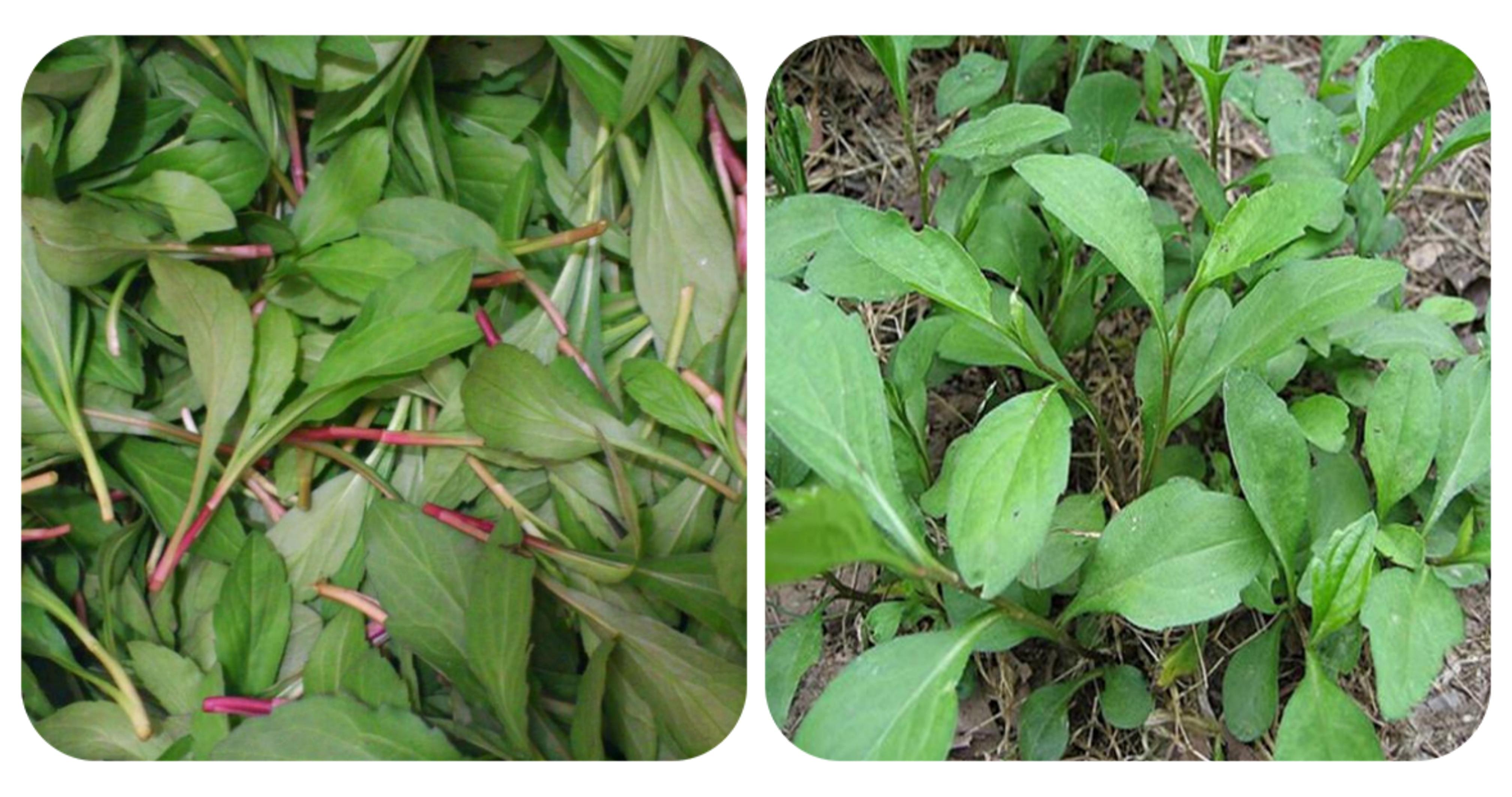 农村能吃的100种野菜图片,有哪些野菜可以吃 农村能吃的100种野菜图片,有哪些野菜可以吃