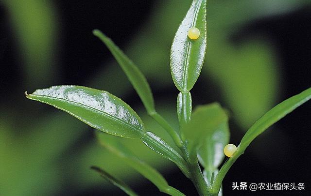 鳞翅目的昆虫有哪些分类，鳞翅目常见昆虫有哪些（第二章、农业植物害虫害螨）