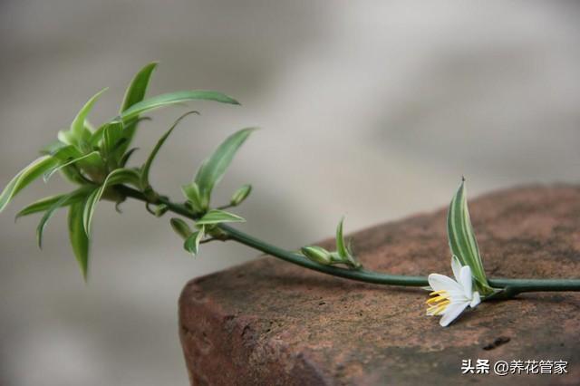 空气凤梨的花语和象征，空气凤梨是什么花（十种最受欢迎的办公室绿植）