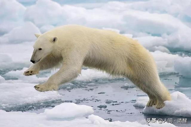 海豚是哺乳动物吗，海豚是鱼类还是哺乳动物（种最大的哺乳动物，按类别排名）