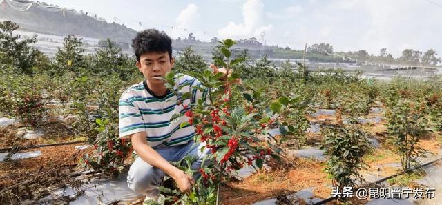 冬青树价格多少钱一棵，冬青树多少钱一棵（单枝卖到30多元）