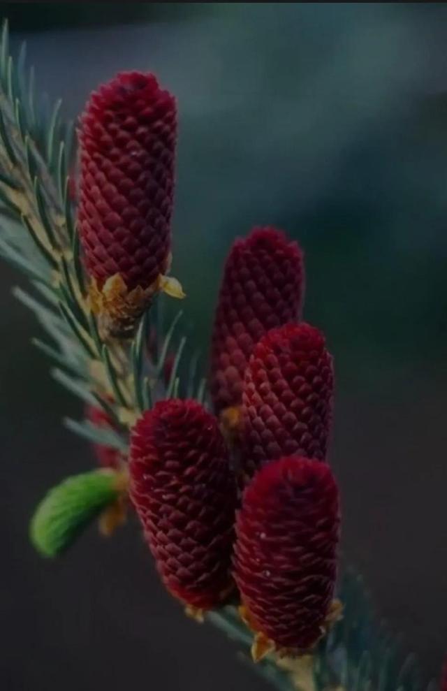 松树会开花吗，松树会开花吗二年级读后感（分享美照：松树开花了）