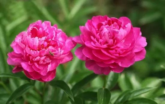 鲜花图片，鲜花图片下载 免费（分享图片：60款精美花卉图）