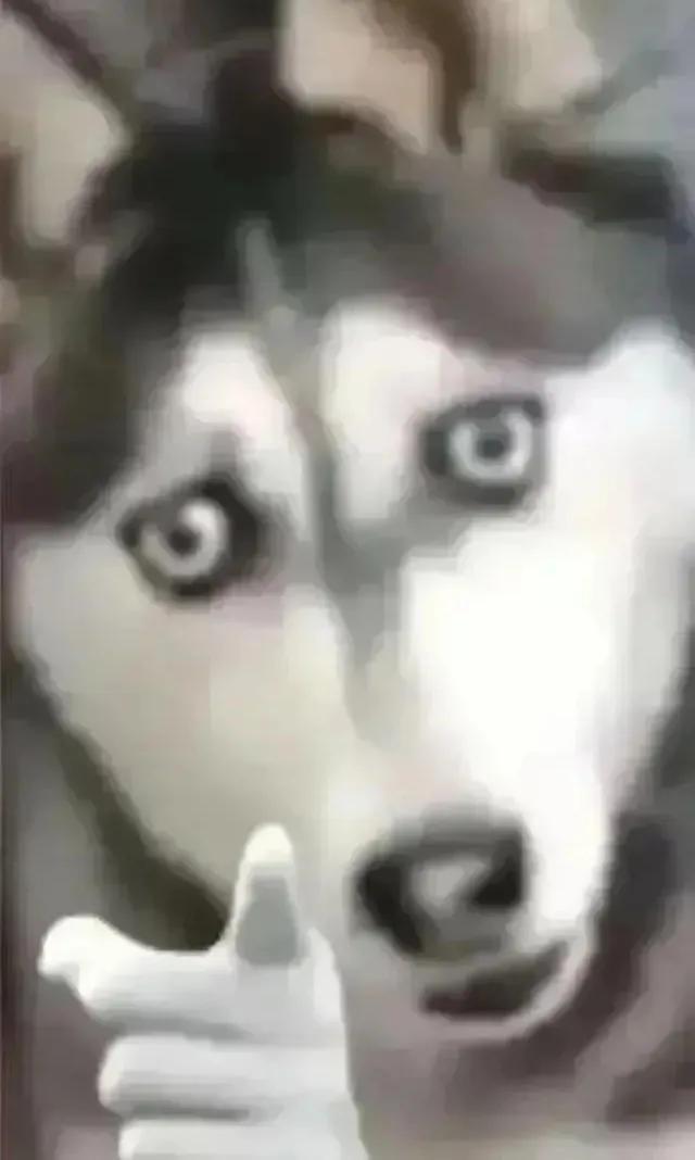 一个哈士奇指着你的表情包啥意思，近视人士福利——哈士奇指人/狗指人