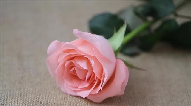 26朵玫瑰代表什么意思，26朵玫瑰花语什么意思（粉玫瑰戴安娜 探秘）