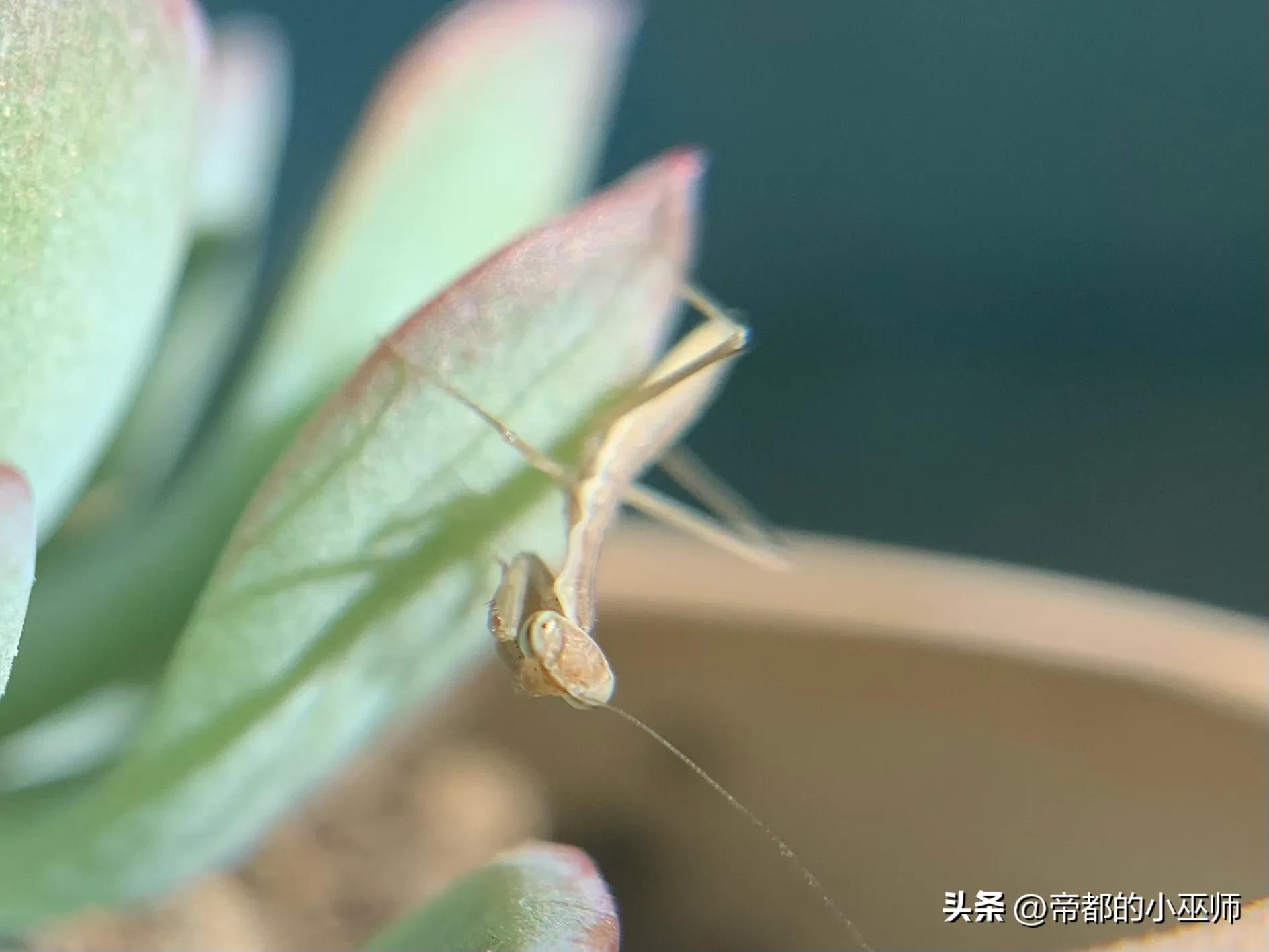 手机外置摄像头，手机外接usb头带摄像头教程（外接百元级的微距镜头效果怎么样）