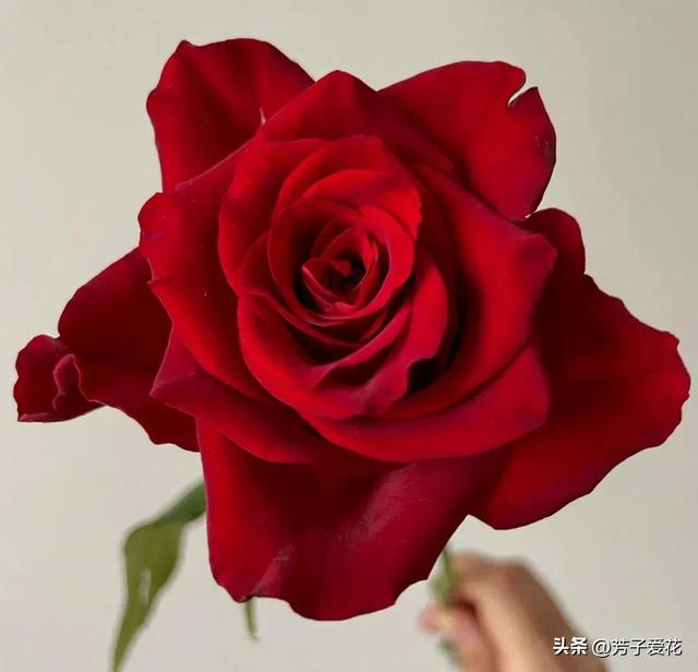 紫玫瑰代表什么，紫色玫瑰代表什么意思（各不相同的红色——十五种经典的红玫瑰）