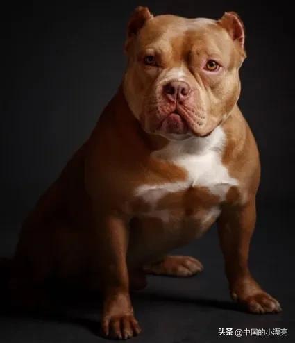 什么狗最凶猛排名第一，什么狗最凶猛（藏獒竟然不是第一名）