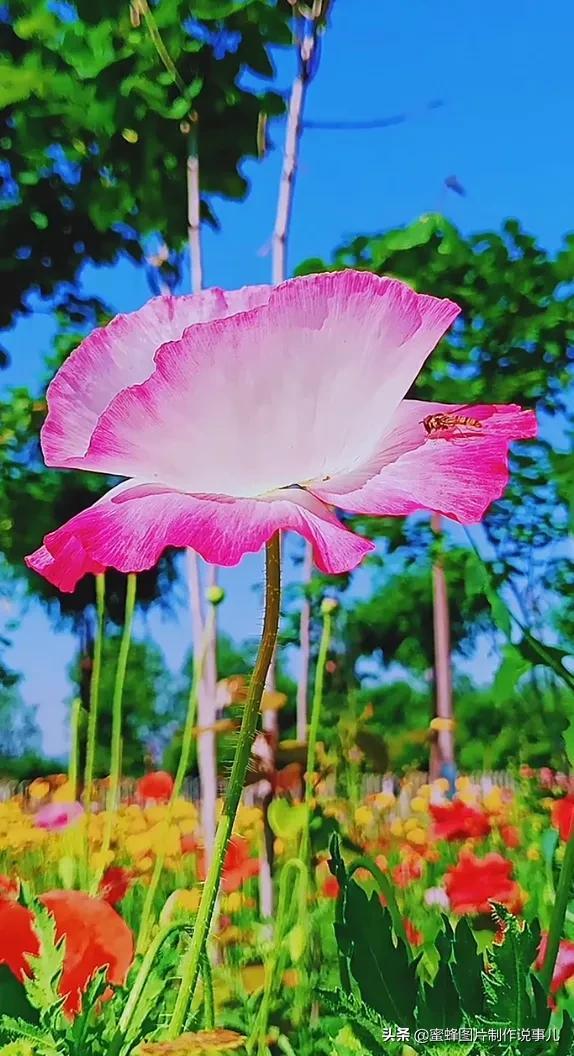 腊梅图片，一花一世界（腊梅图片）