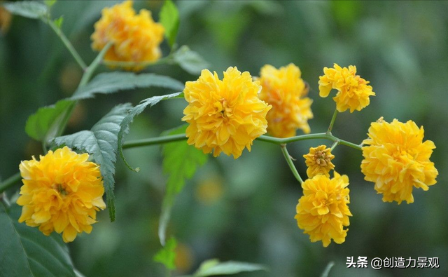 十种不同颜色的花，10种黄色系的庭院花卉