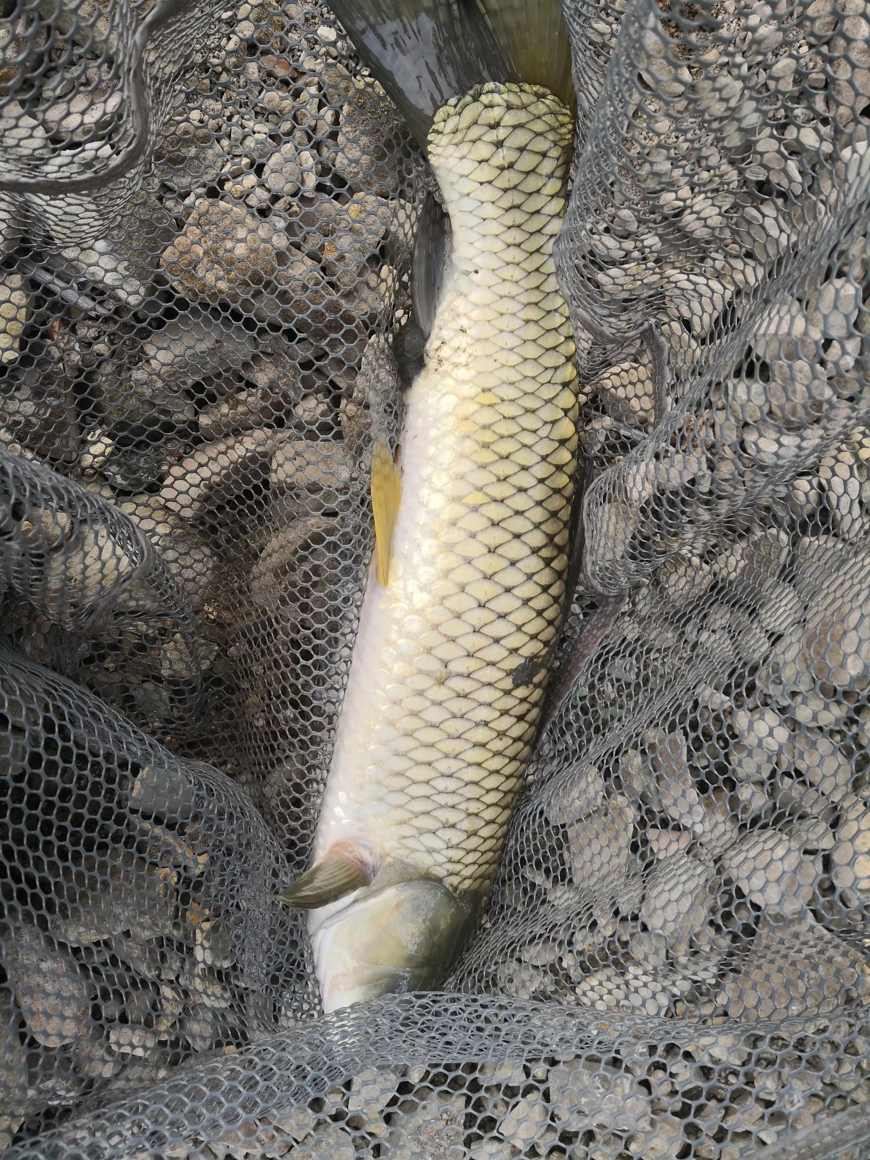 如何去浮钓草鱼