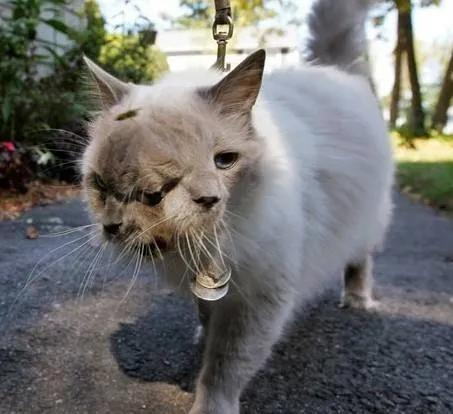 所有十大变异双头动物，独眼鲨……这些神奇的变异生物真的存在吗