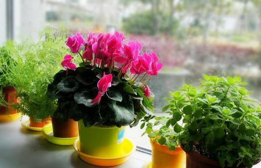 仙客来的花语是什么，仙客来花名的由来（如何养好仙客来盆栽）