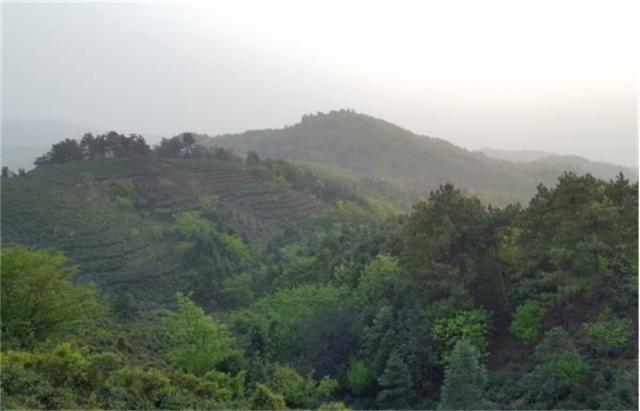 河南好茶推荐，行走河南·读懂中国丨信阳