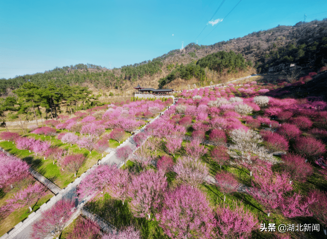 武汉市花是什么，武汉什么花是市花（三月的湖北全是花花花花花花）
