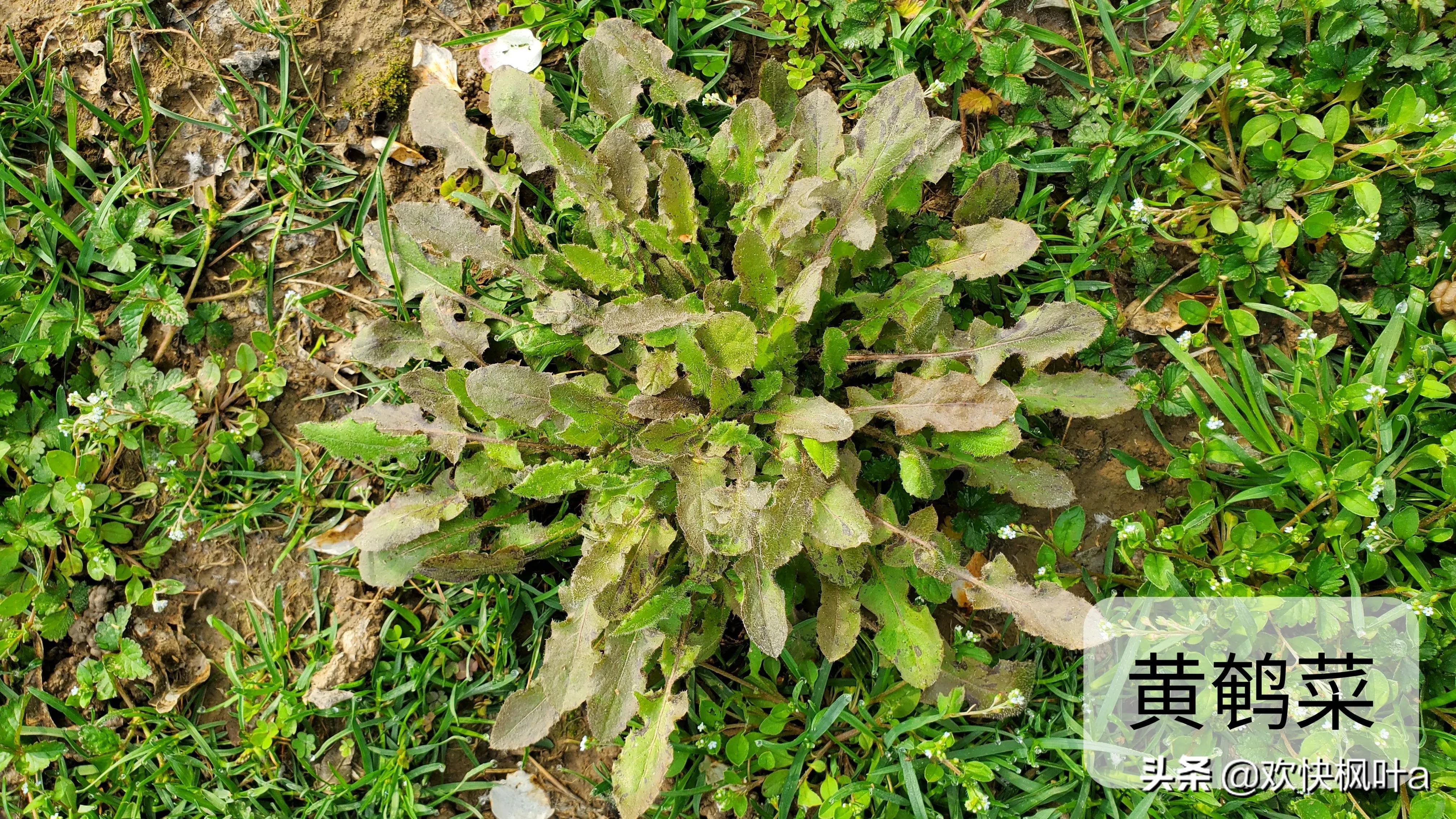 芥菜到底有几种，芥菜有哪些种类（荠菜、蒲公英、泥胡菜分辨）